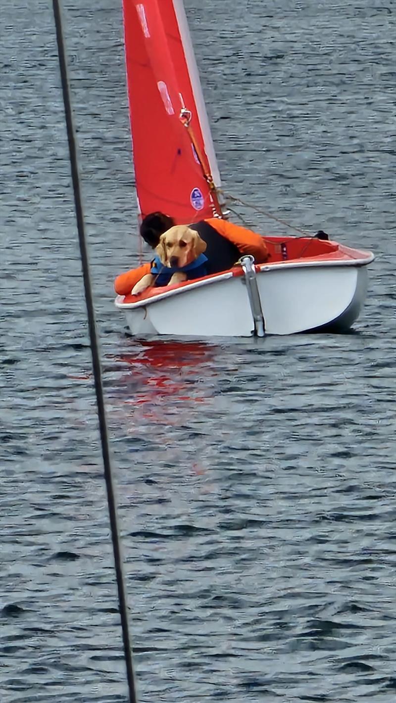 Hansa Class UK Nationals 2024 at Whitefriars photo copyright Nicky Durston taken at Whitefriars Sailing Club and featuring the Hansa class