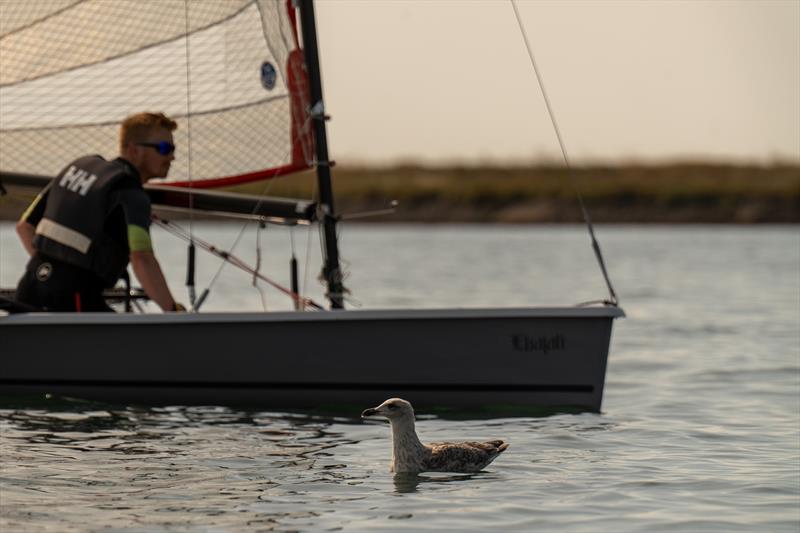 Wildlife during Royal Corinthian Yacht Club Super Saturday 2024 photo copyright Petru Balau Sports Photography / sports.hub47.com taken at Royal Corinthian Yacht Club, Burnham and featuring the Blaze class