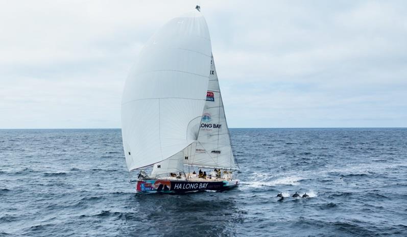 Ha Long Bay, Viet Nam with some welcome visitors on the final race of the Clipper 2023-24 Round the World Yacht Race photo copyright Clipper Race taken at  and featuring the Clipper 70 class