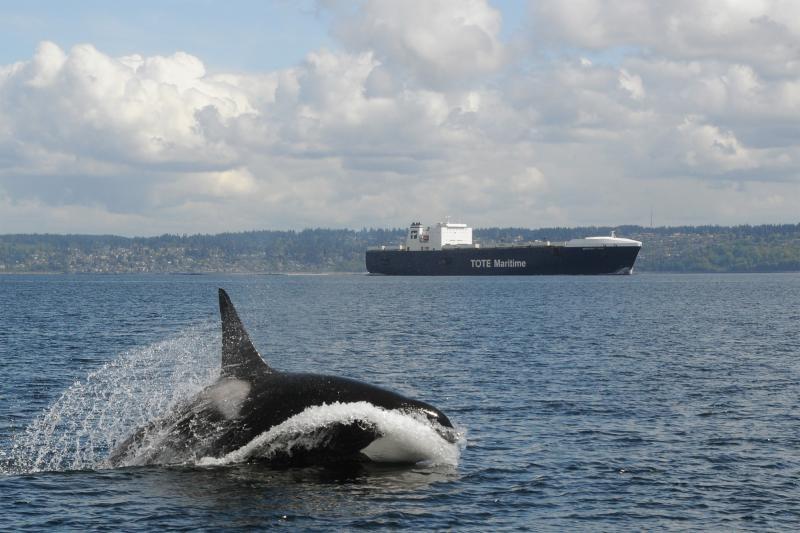 A male orca travels quickly near a large cargo ship transiting through the Salish Sea photo copyright Candice Emmons/NOAA Fisheries taken at  and featuring the Cruising Yacht class