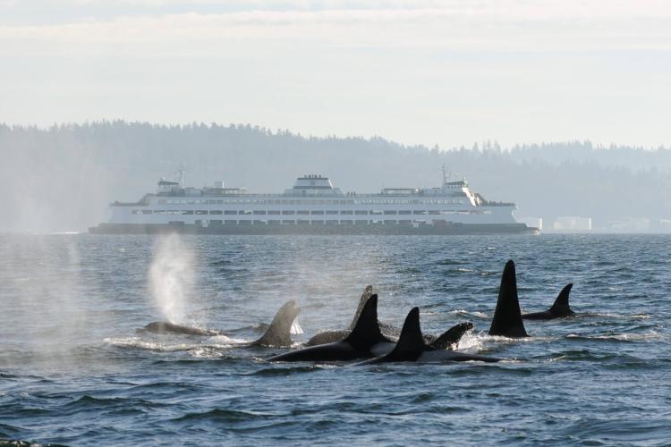 Southern resident pod transits past a ferry—part of the Washington State Ferries system—in the Salish Sea photo copyright Candice Emmons/NOAA Fisheries taken at  and featuring the Cruising Yacht class