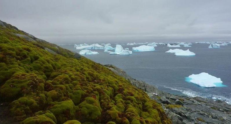 Moss turns the Antarctic green photo copyright Matt Amesbury taken at Ocean Cruising Club and featuring the Cruising Yacht class