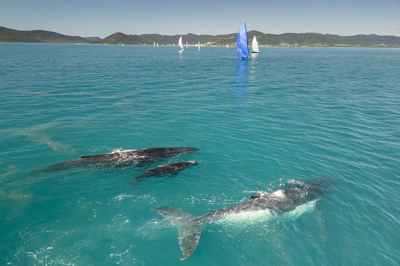 Prevalent among the sea life at Airlie Beach are whales and their calves - photo © Andrea Francolini / ABRW