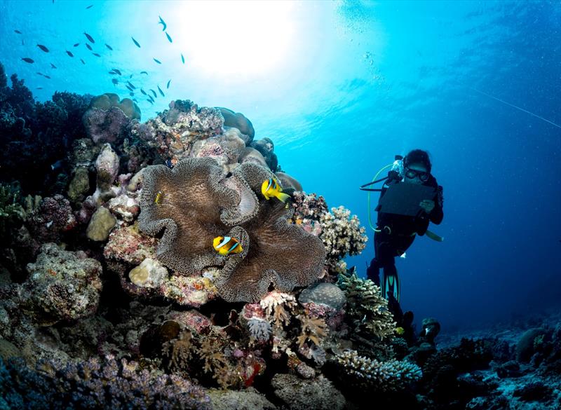 The Red Sea is an important example of biodiversity and home to some of the most resilient coral in the ocean photo copyright Red Sea Global taken at  and featuring the Environment class