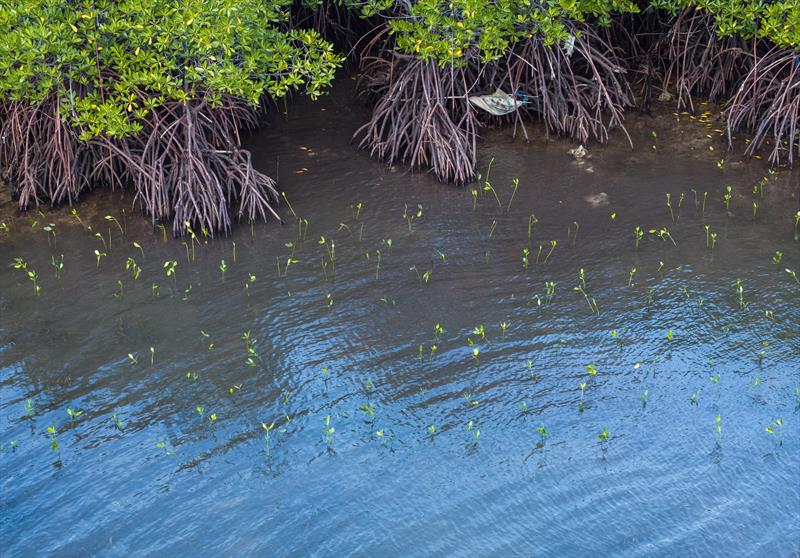 The Malizia Mangrove Park has reached a new milestone in its restoration efforts: two million mangroves photo copyright Uli Kunz / Malizia Mangrove Park taken at  and featuring the Environment class