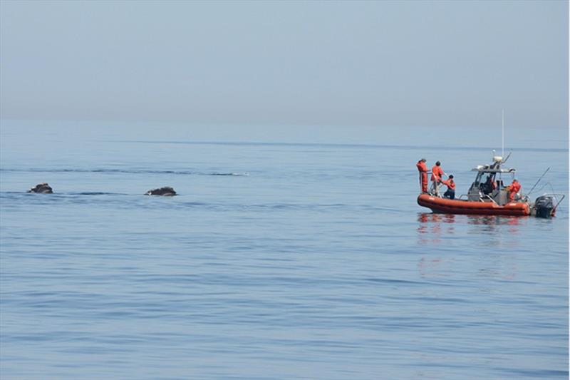 A research team studies North Atlantic right whales from the R/V Selkie photo copyright NOAA Fisheries. Taken under NOAA permit #17355 taken at  and featuring the Environment class