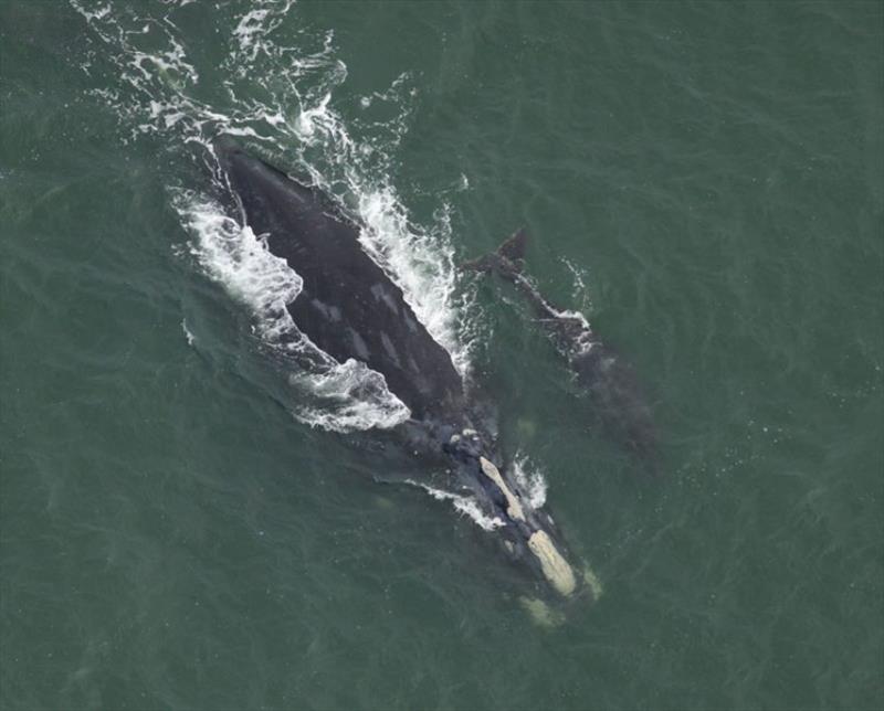 North Atlantic right whale Juno and newborn calf first seen off the coast of South Carolina on November 28, 2023 photo copyright Clearwater Marine Aquarium Research Institute, taken under NOAA permit #26919 taken at  and featuring the Environment class