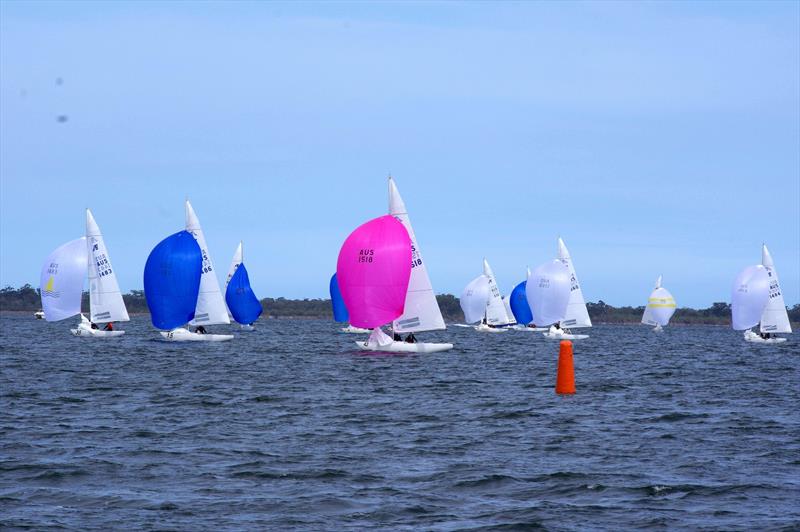 Flying High 2 AUS1518 leads the fleet to the leeward gates in race 7 of the Etchells 2025 Australian championship regatta photo copyright Jeanette Severs taken at Metung Yacht Club and featuring the Etchells class