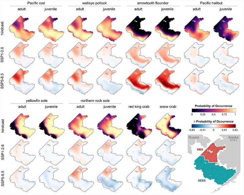 Maps of hindcasted (1995-2015) summer ensemble mean probability of occurrence during the summer from 1995-2015 and end of the century (2080-2089) under two different climate scenarios (SSP 1-2.6 and SSP 5-8.5) for the eastern Bering Sea shelf region photo copyright NOAA Fisheries taken at  and featuring the Fishing boat class