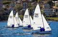 Flying 11s at Manly 16ft Skiff Sailing Club © SailMedia