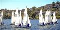 Flying 11s at Manly 16ft Skiff Sailing Club © SailMedia