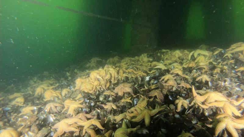 Northern Pacific seastar is a huge starfish (up to 50cm in diameter) - it is an eating machine and its favourite food includes mussels, clams, scallops and other shellfish - photo © Julianne Stuart, Australia 