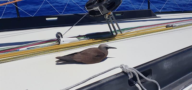 Photo sent from the boat Tout Commence during the Vendée Globe sailing race - photo © Jean Le Cam #VG2024