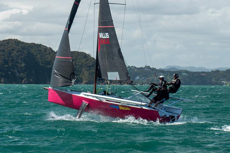 Bay of Islands Sailing Week 2025: The sportsboat Animal Biscuits has been converted to a foiler photo copyright Jacob Fewtrell Media taken at Bay of Islands Yacht Club and featuring the PHRF class