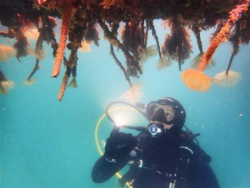 Several Bio-pests are uncontrolled in New Zealand waters photo copyright Marine Pests taken at Royal New Zealand Yacht Squadron and featuring the  class