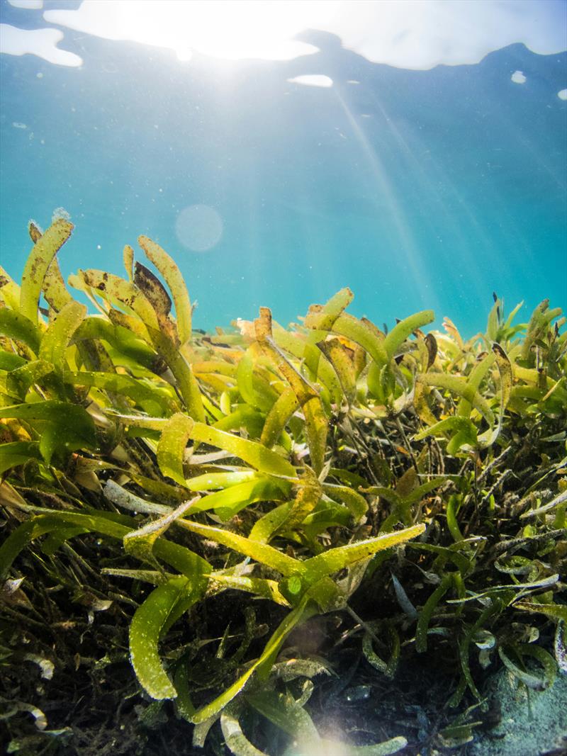 Seagrass - photo © Savvy Navvy