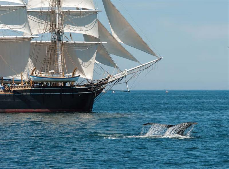 A humpback whale sounds near the Charles W. Morgan, Stellwagen Bank, July 2014 - photo © Andy Price (Mystic Seaport Museum, D2014-07-0232)